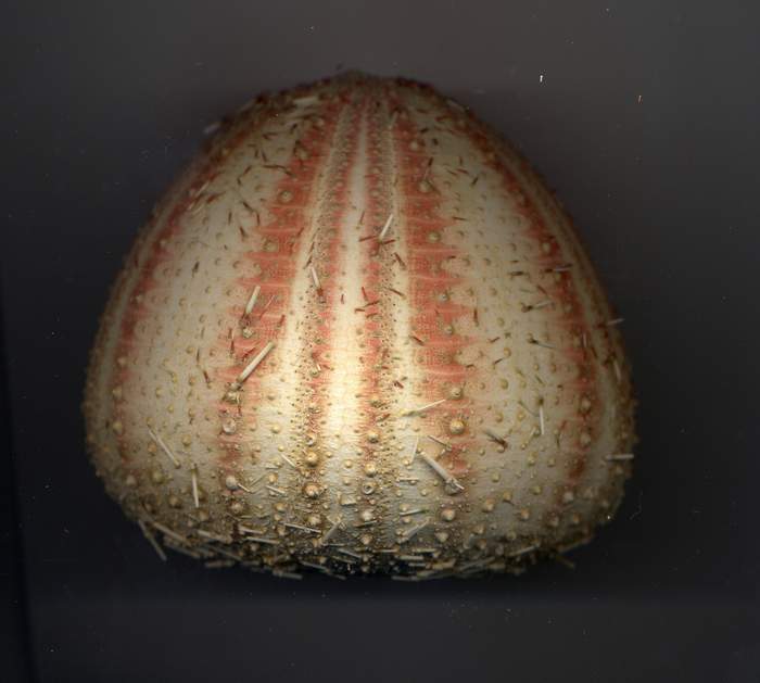 Confronto teche tra Echinus melo ed Gracilechinus acutus